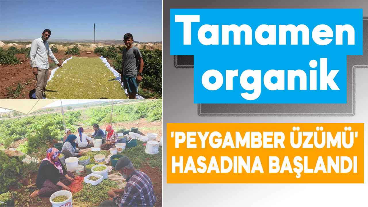 Kahramanmaraş’ta tamamen organik 'Peygamber Üzümü' hasadına başlandı