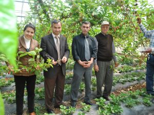 Serada Yetiştirilen Dutun Kilosu 12 Lira