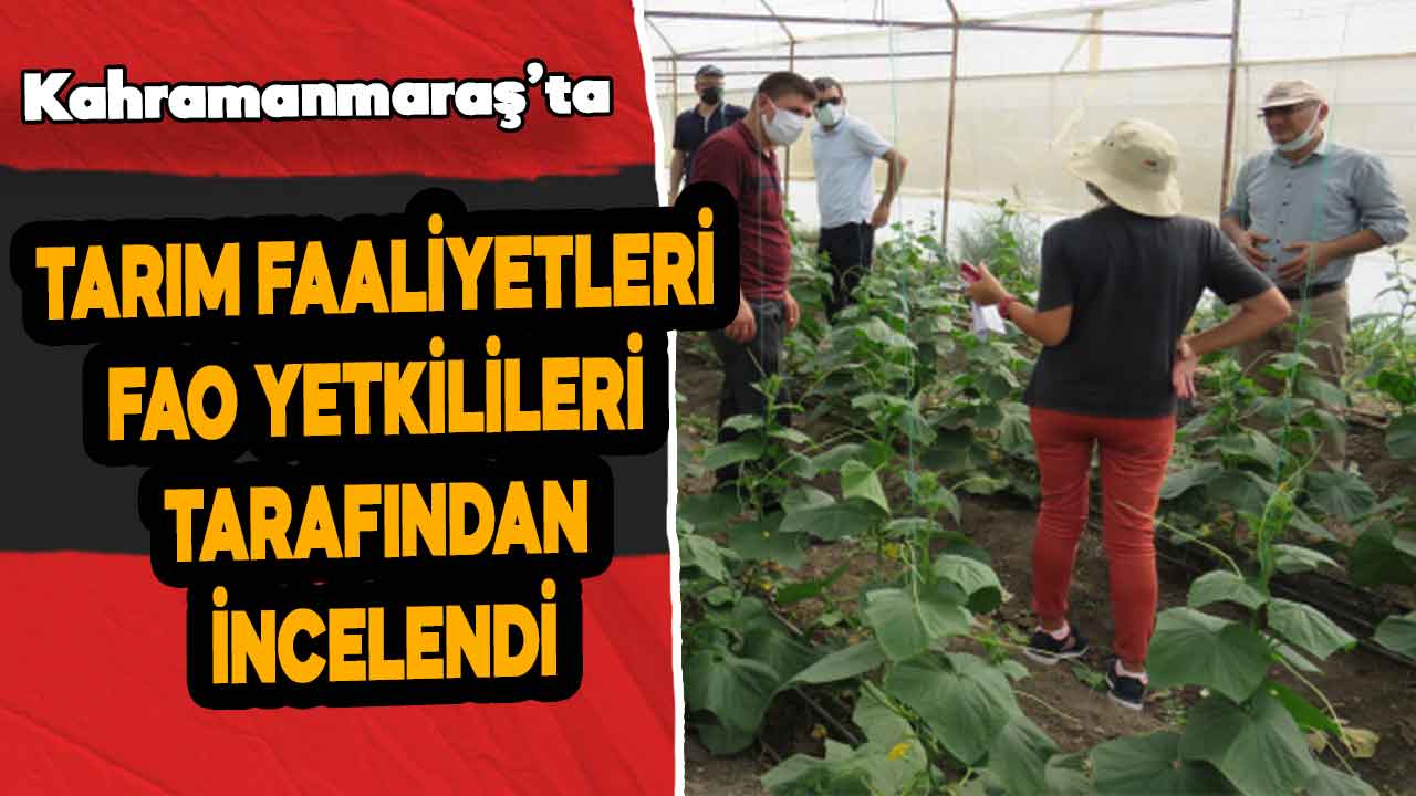 Kahramanmaraş’taki tarım faaliyetleri FAO yetkilileri tarafından incelendi