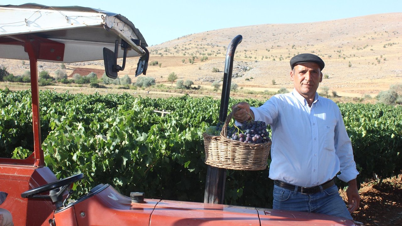 Bu Üzümler Ege’de değil, Kahramanmaraş’ın Afşin İlçesinde!