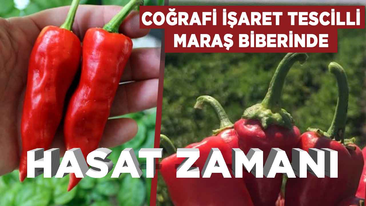 Coğrafi işaret tescilli Maraş biberinde hasat zamanı