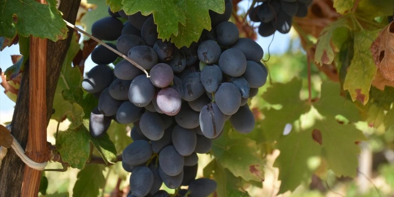 Malatya Banazı karası üzümünün değeri coğrafi işaret tesciliyle artacak