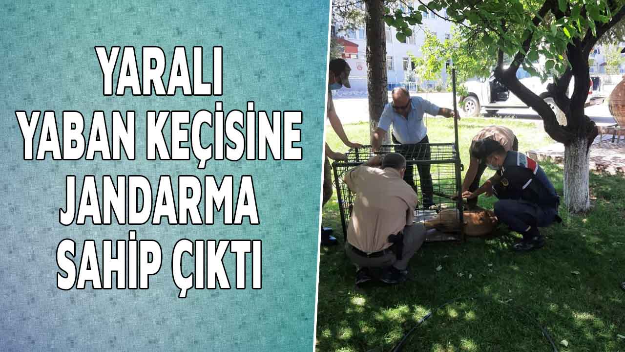 Kahramanmaraş'ta yaralı yaban keçisine jandarma sahip çıktı
