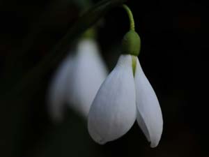 Doğanın büyüleyen çiçeği:Kardelenler