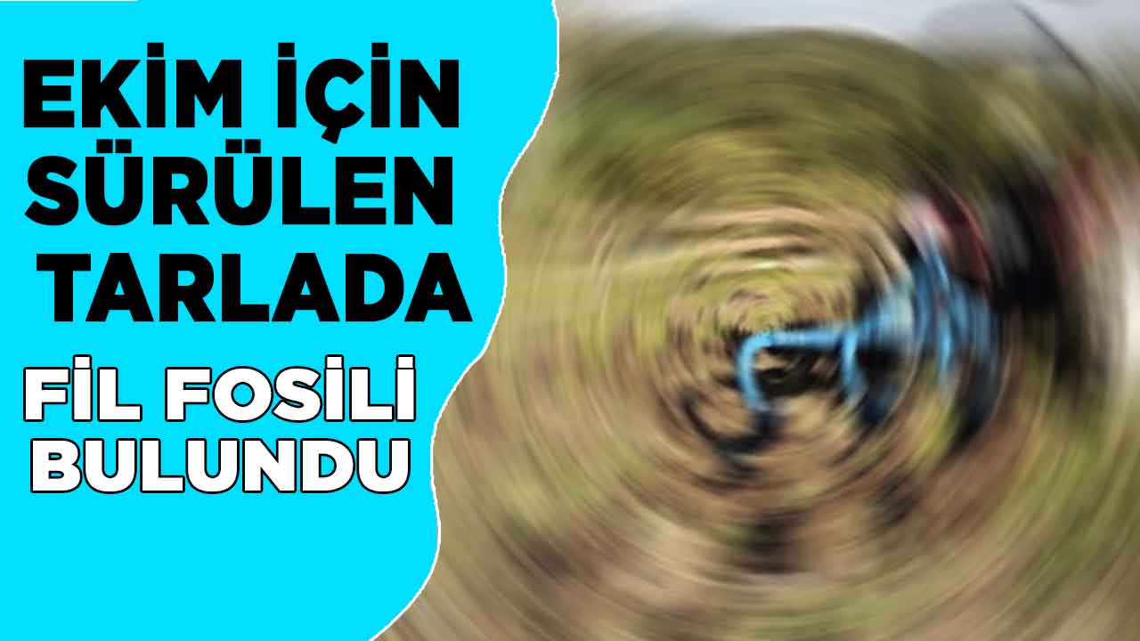 Kahramanmaraş'ta ekim için sürülen tarlada fil fosili bulundu