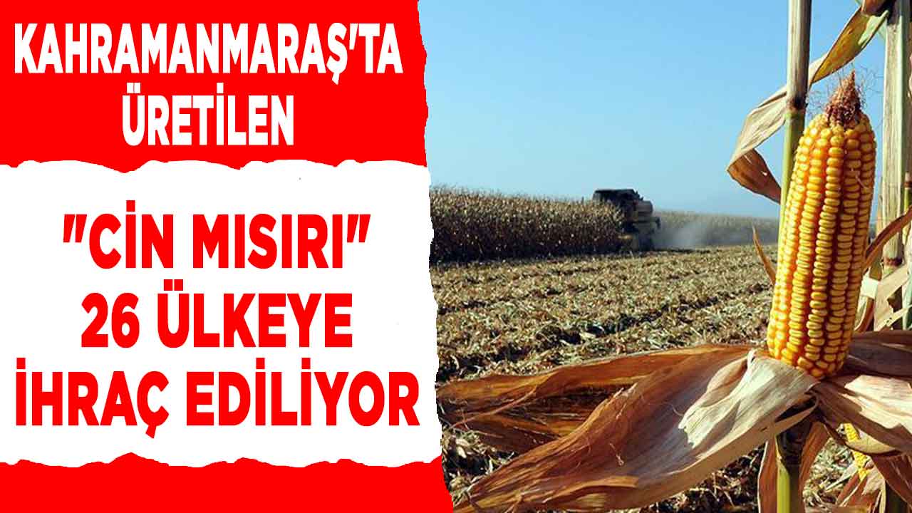 Kahramanmaraş'ta üretilen "cin mısırı" 26 ülkeye ihraç ediliyor