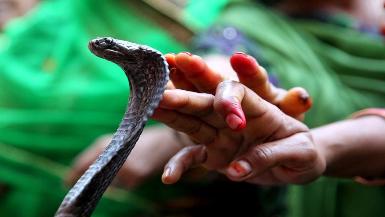 Hindistan’da eşini kobra yılanıyla öldüren adama iki kez müebbet