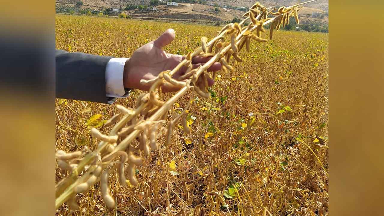 Kahramanmaraş'ta lif kaynağı soyanın hasadı gerçekleştirildi