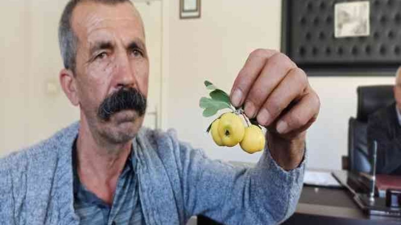 Kahramanmaraş'ta ceviz büyüklüğündeki alıçlar görenleri şaşırtıyor