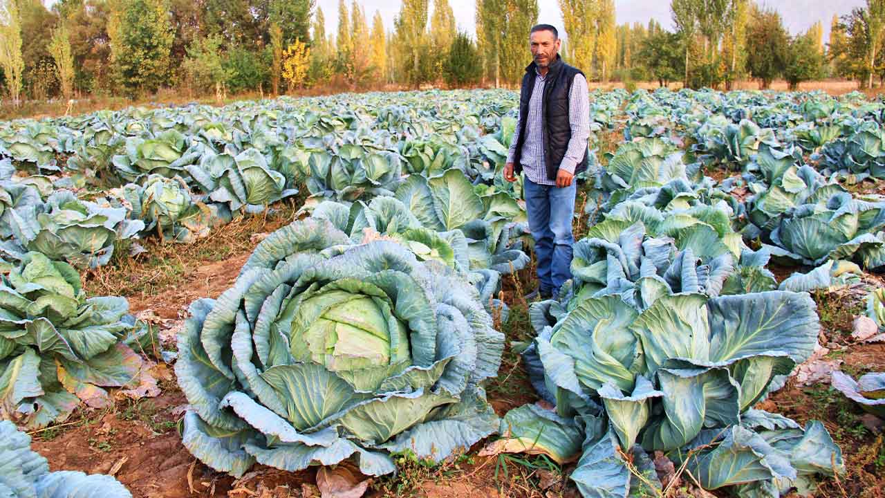 Kahramanmaraş'ta hasat edilen dev lahanalar büyük ilgi topladı
