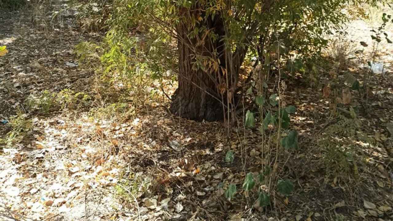 Kahramanmaraş'ta yeni doğmuş bebek ağacın altında ölüme terk edilmiş halde bulundu