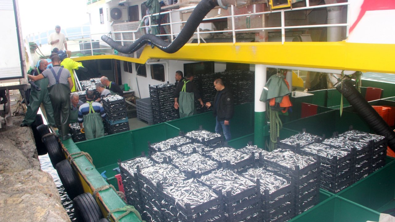 Balıkçılar denizden tonlarca hamsi ile döndü, fiyatı 10 TL’ye kadar düştü