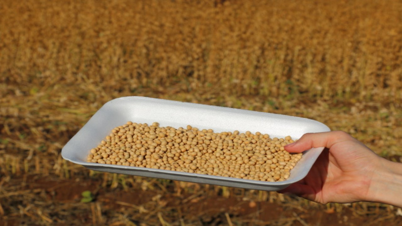 Kahramanmaraş’ta soyalar hasat edildi