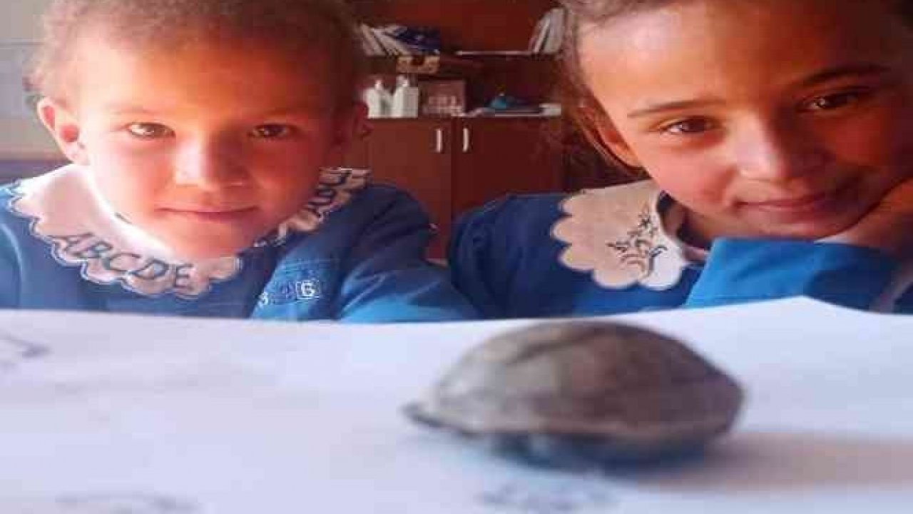 Kahramanmaraş’ta yavru kaplumbağaya öğretmen ve öğrenciler sahip çıktı