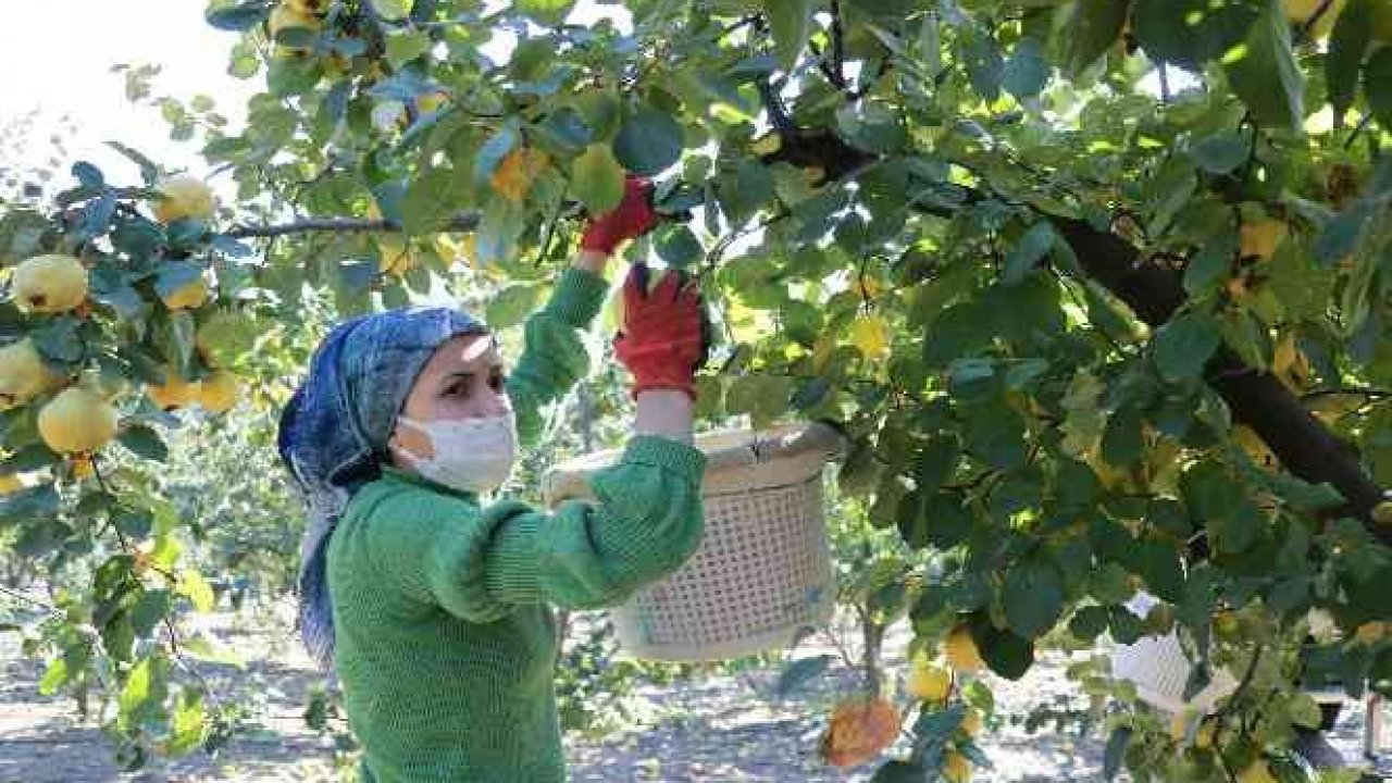 Kahramanmaraş'ta ayva hasadı başladı