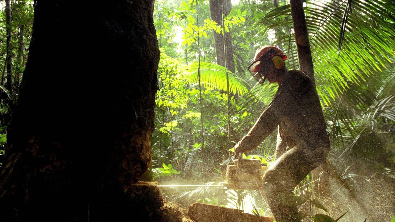 Amazonlar’da ormansızlaşma son 15 yılın en kötü seviyesinde