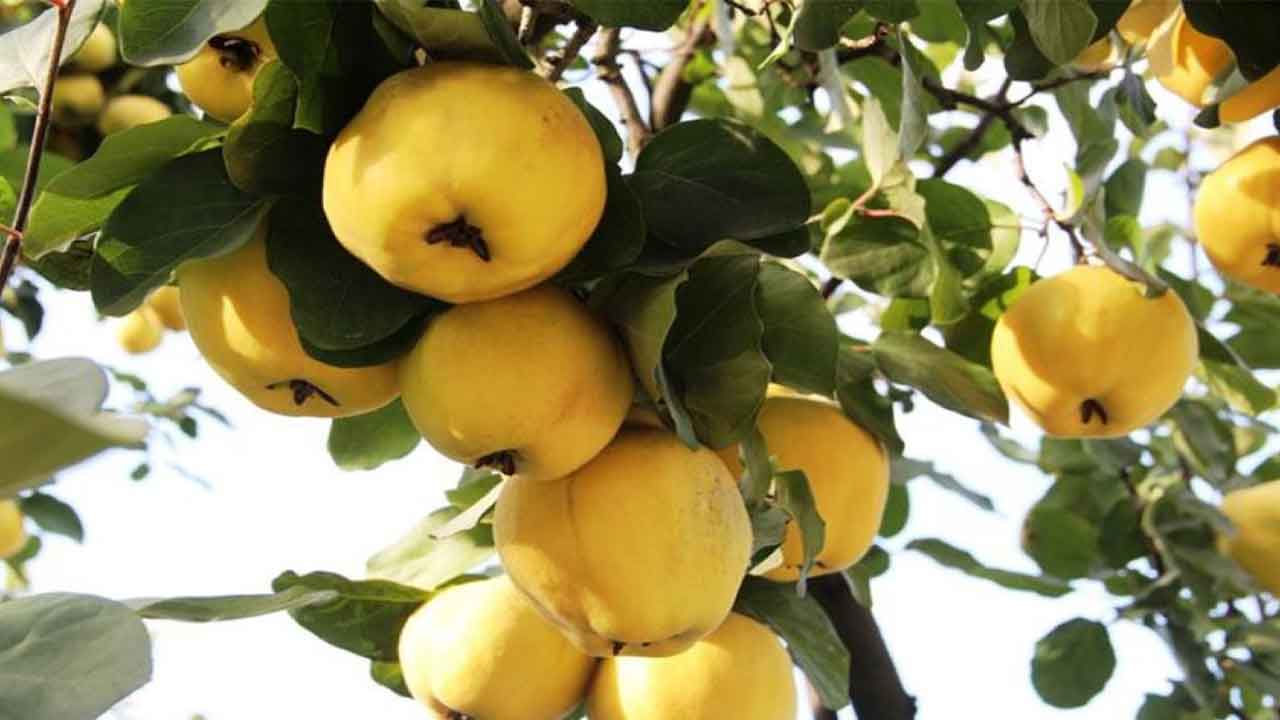 Kahramanmaraş'ta üretilen Şahinkaya ayvası 10 ülkeye ihraç ediliyor