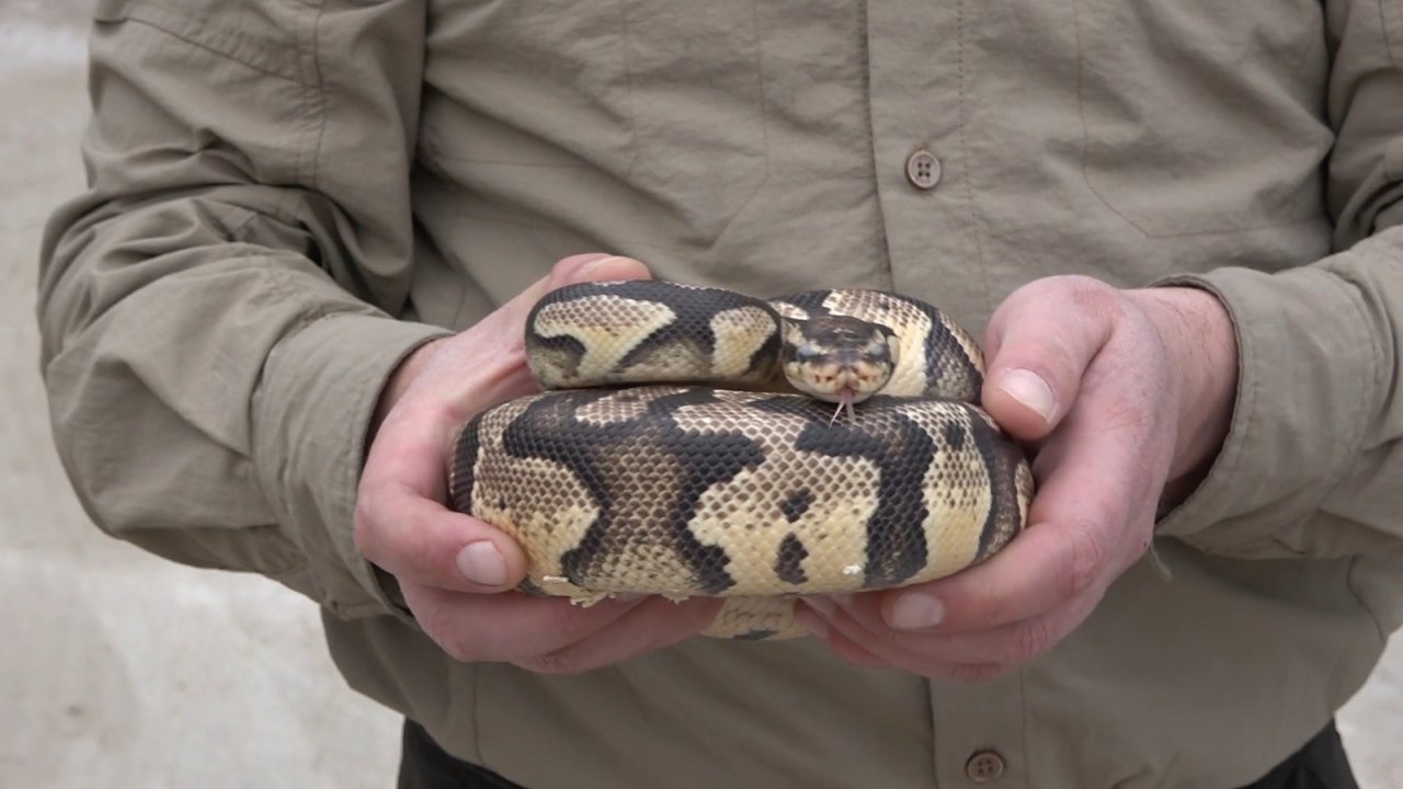 TikTok’tan paylaştığı piton yılanı başına dert oldu: 8 bin 692 lira ceza yedi