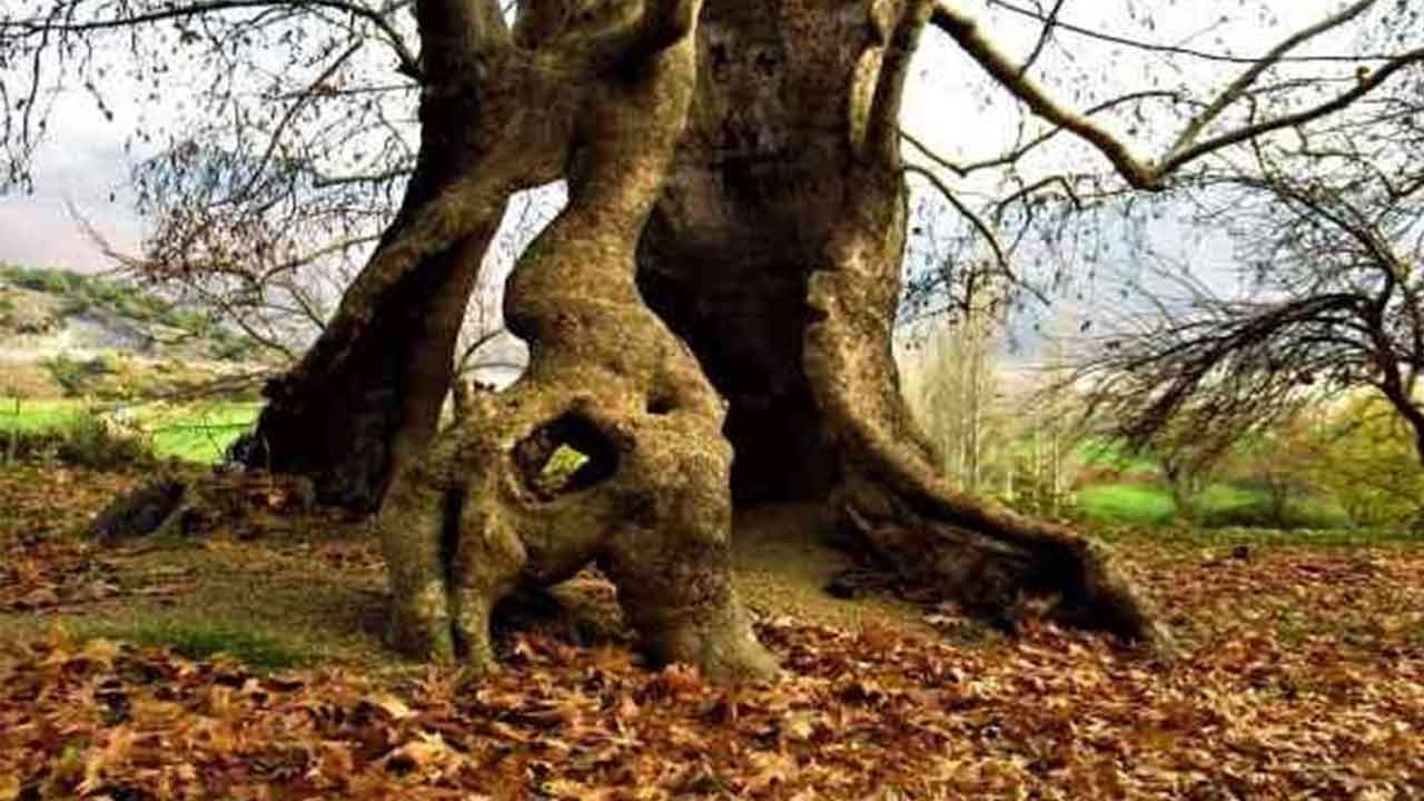 Kahramanmaraş'taki bin yıllık çınar ağacı, yıllara meydan okuyor