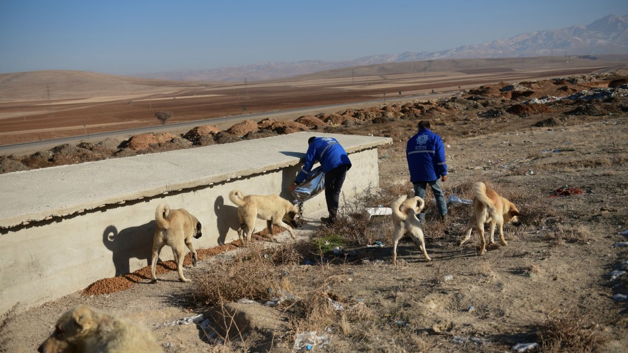 Elbistan'da sokak hayvanları için yem bırakıldı