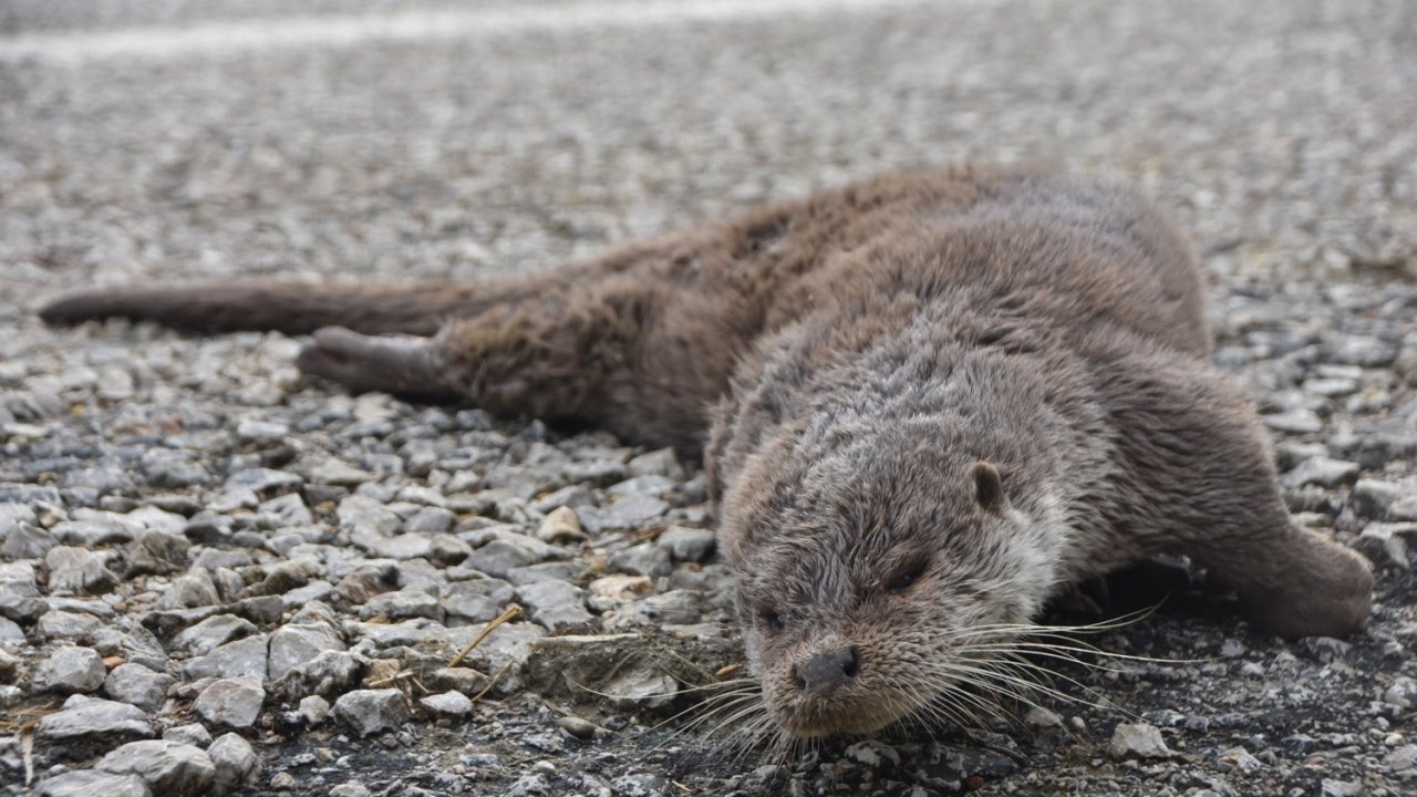 Nesli tükenmekte olan su samuru, aracın çarpması sonucu telef oldu