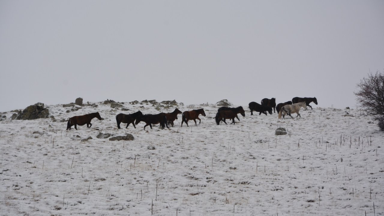 Kar altında yem arayan yılkı atlarını İHA görüntüledi