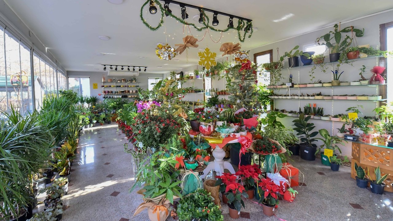 Rengarenk yılbaşı çiçekleri başkentlileri bekliyor