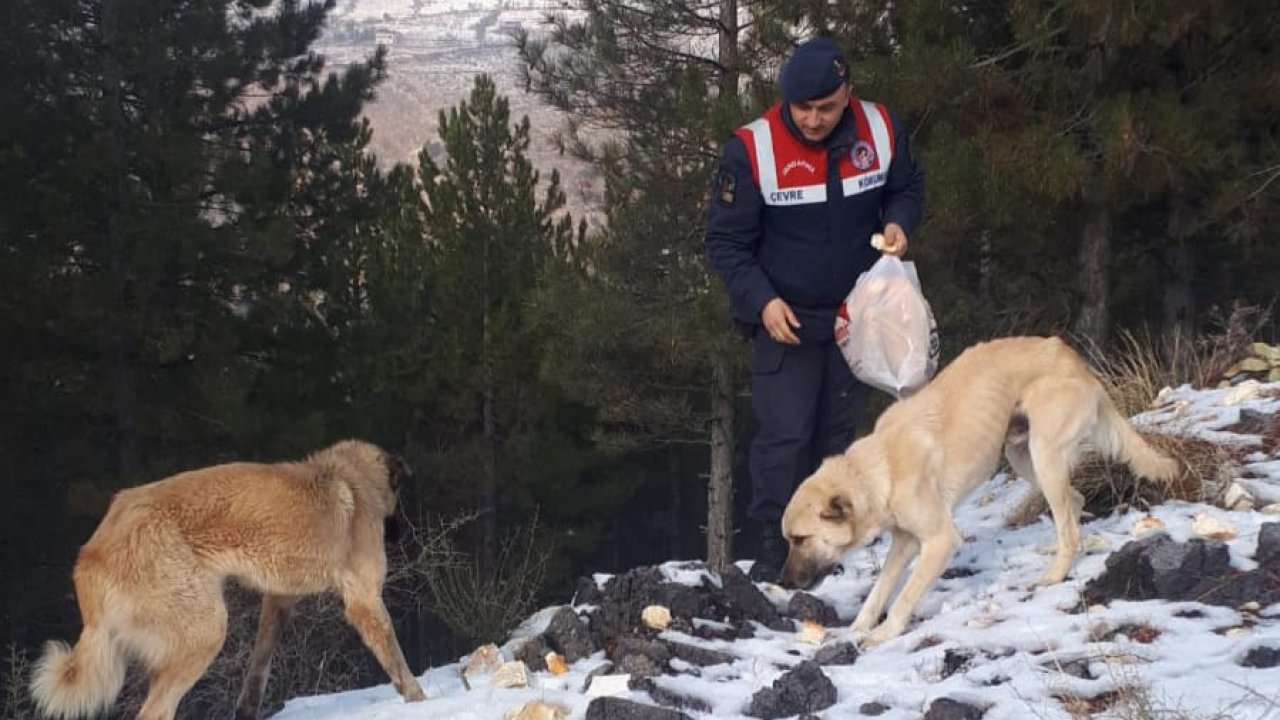 Kahramanmaraş'ta Jandarma sokak hayvanlarını unutmadı 