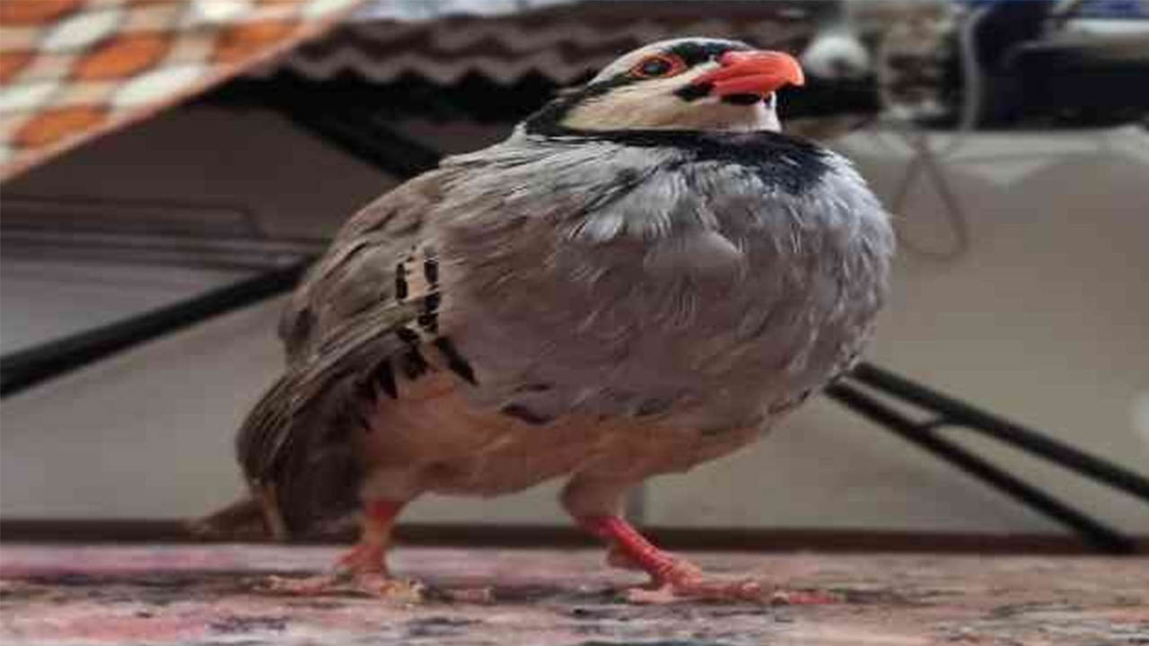 Kahramanmaraş'ta gözleri görmeyen kekliğe katarakt ameliyatı yapıldı