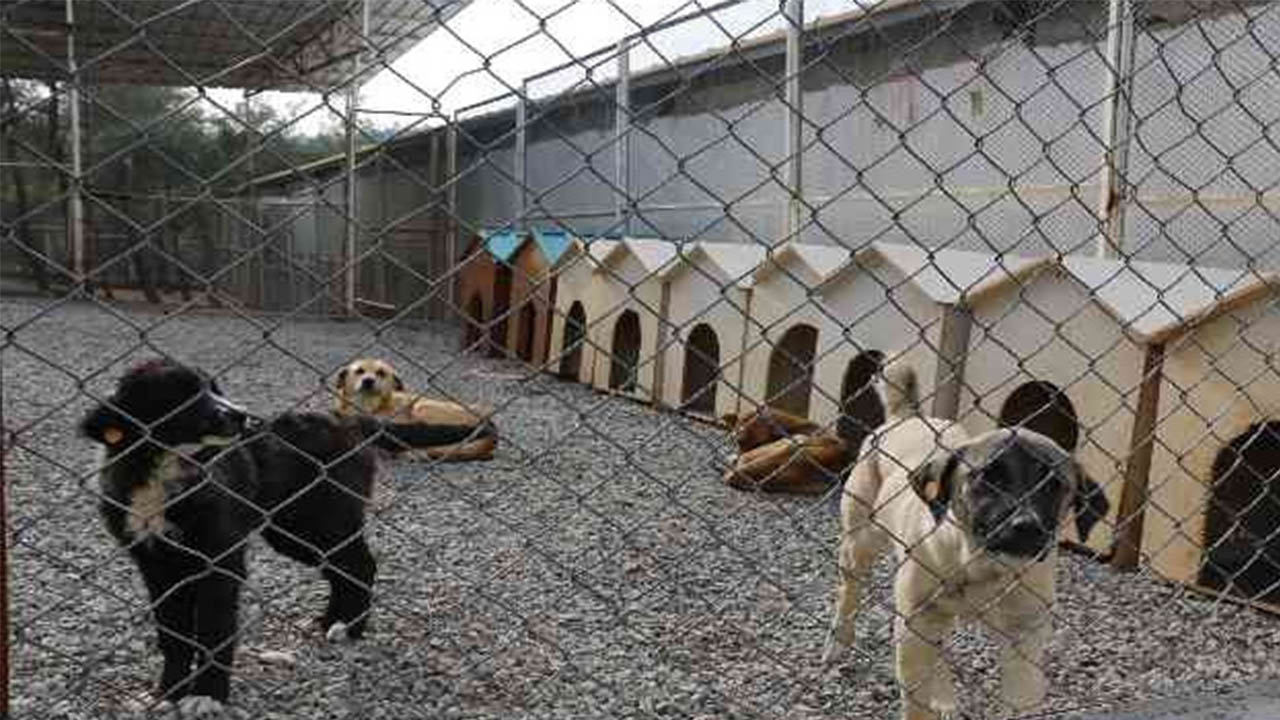 Kahramanmaraş'ta sokak hayvanları için 2 milyon liralık yatırım