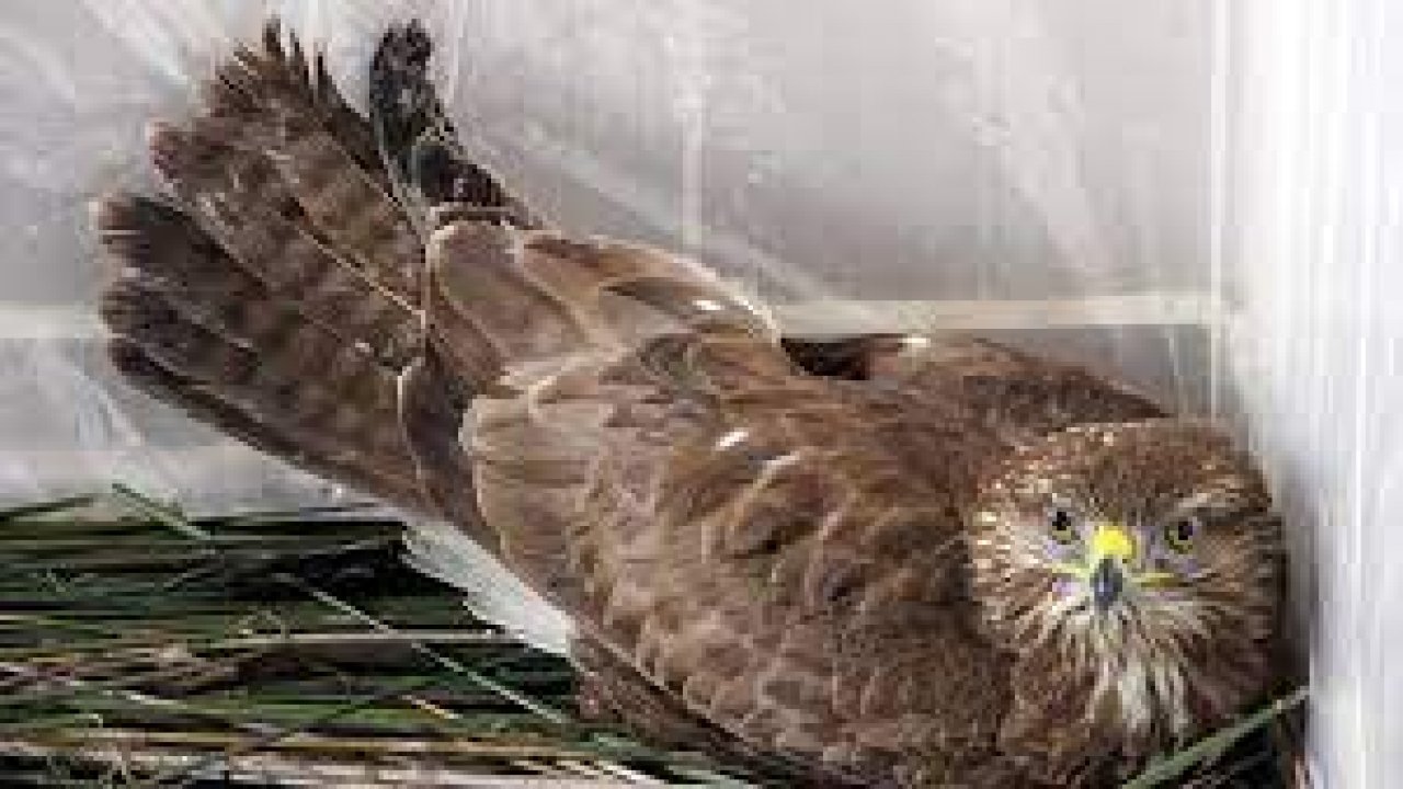 Kahramanmaraş'ta yaralı şahin koruma altına alındı