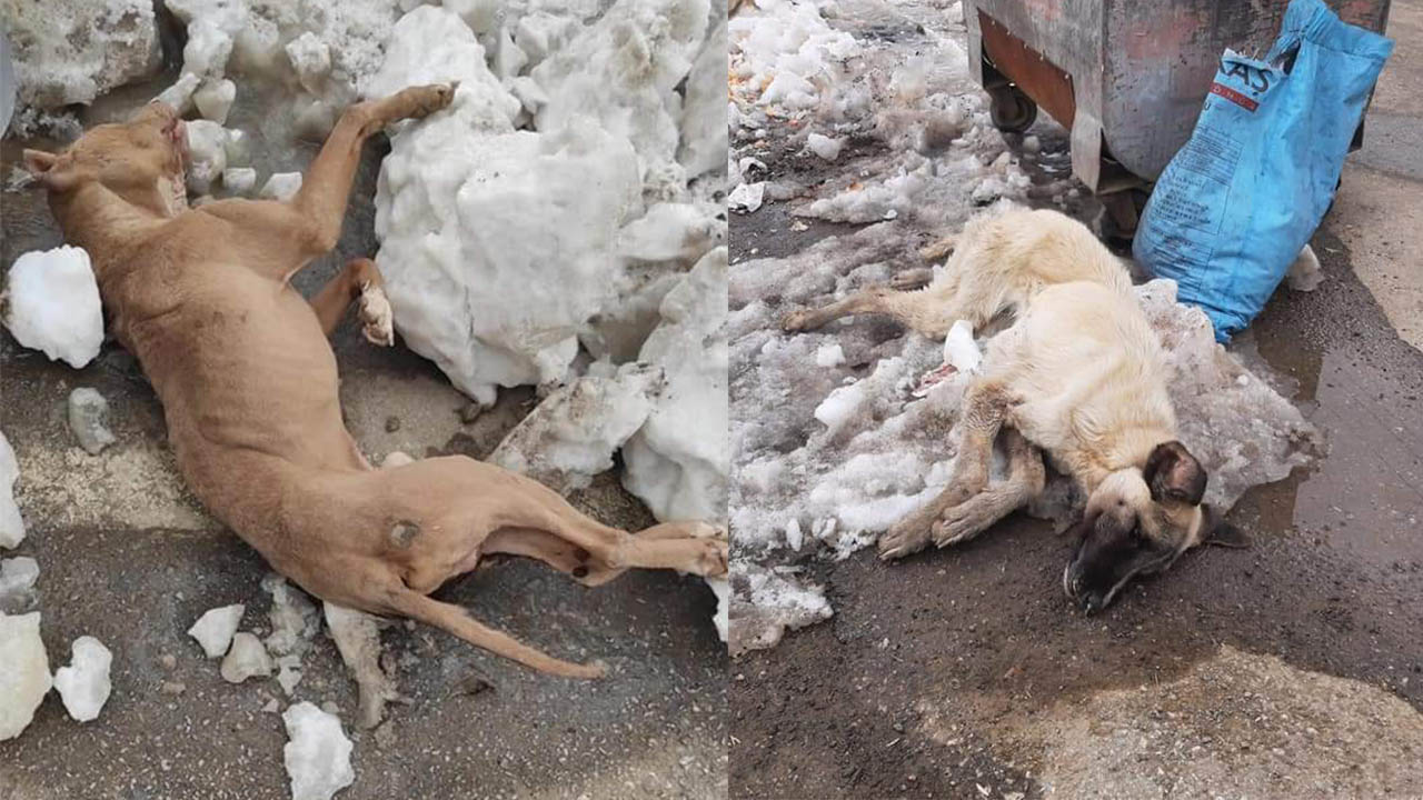 Kahramanmaraş'ta köpekler donarak hayatlarını kaybetti