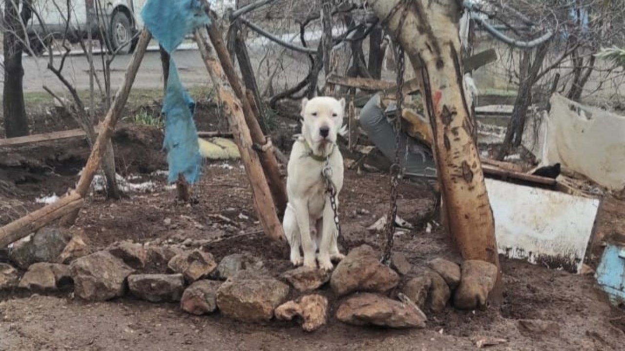 Kahramanmaraş’ta kimliksiz Pitbull’a el konuldu 