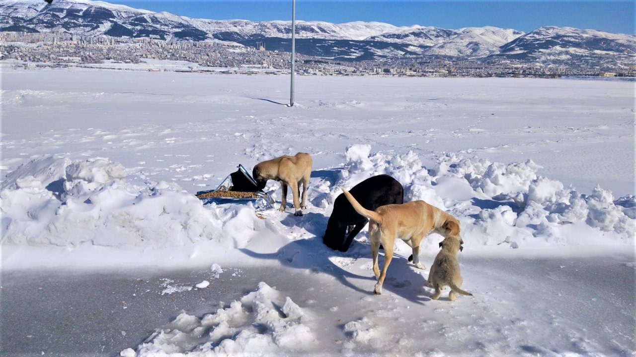 Kış Soğuklarında Can Dostlar Unutulmadı
