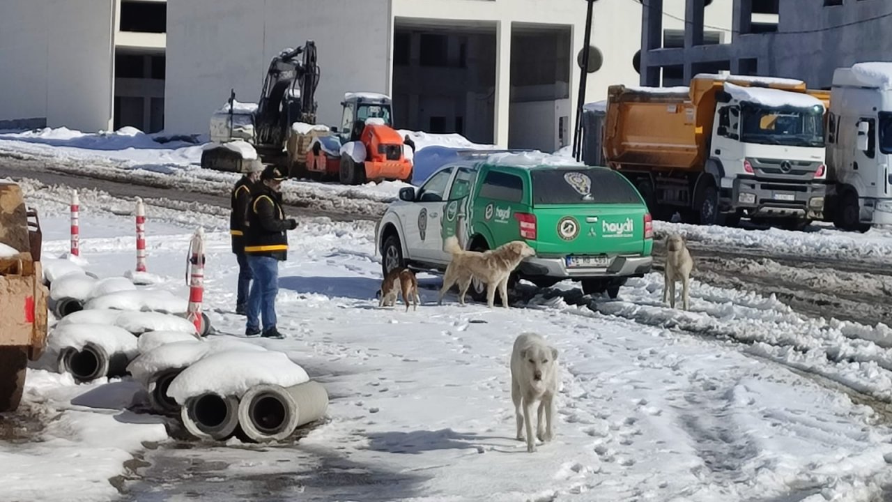 Kahramanmaraş'ta polis sokak hayvanlarını yalnız bırakmadı