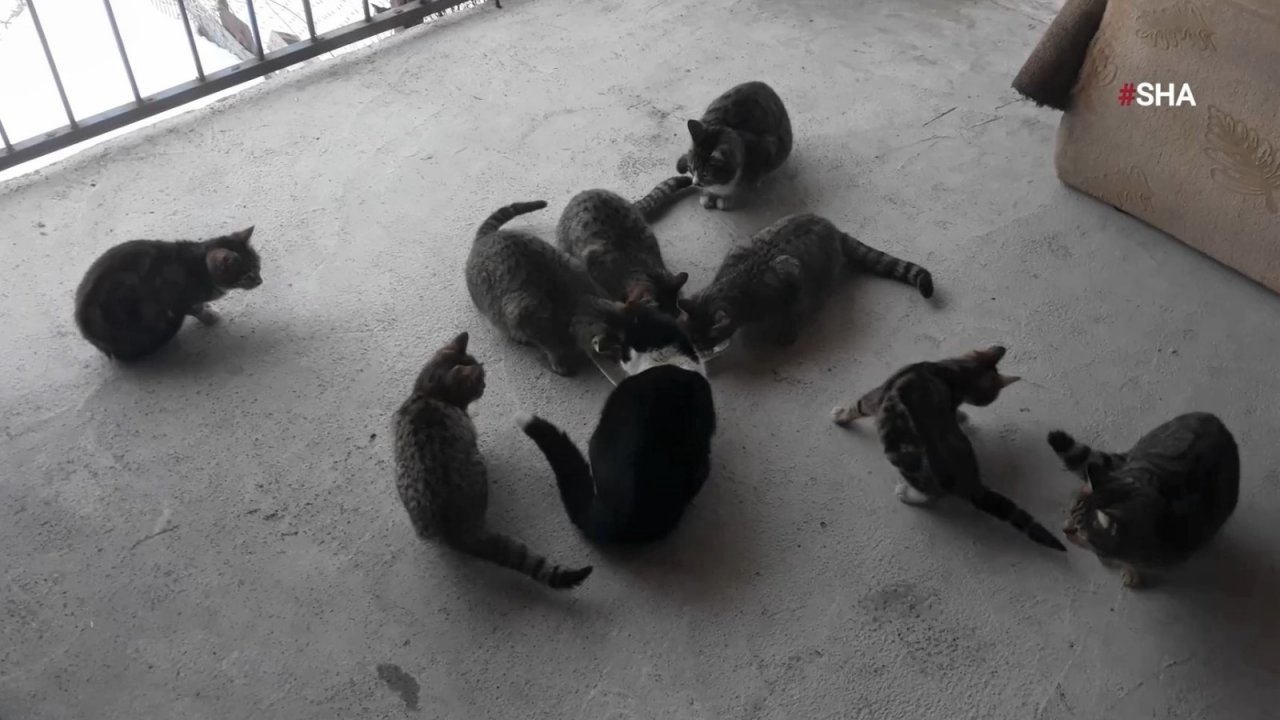 Kahramanmaraş’ta hayvan sevgisi yürekleri ısıttı 