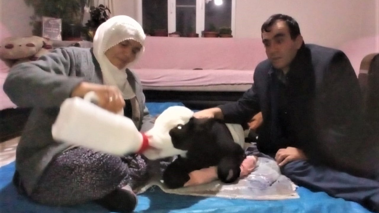 Erken doğan buzağıya bebek gibi bakıyor 