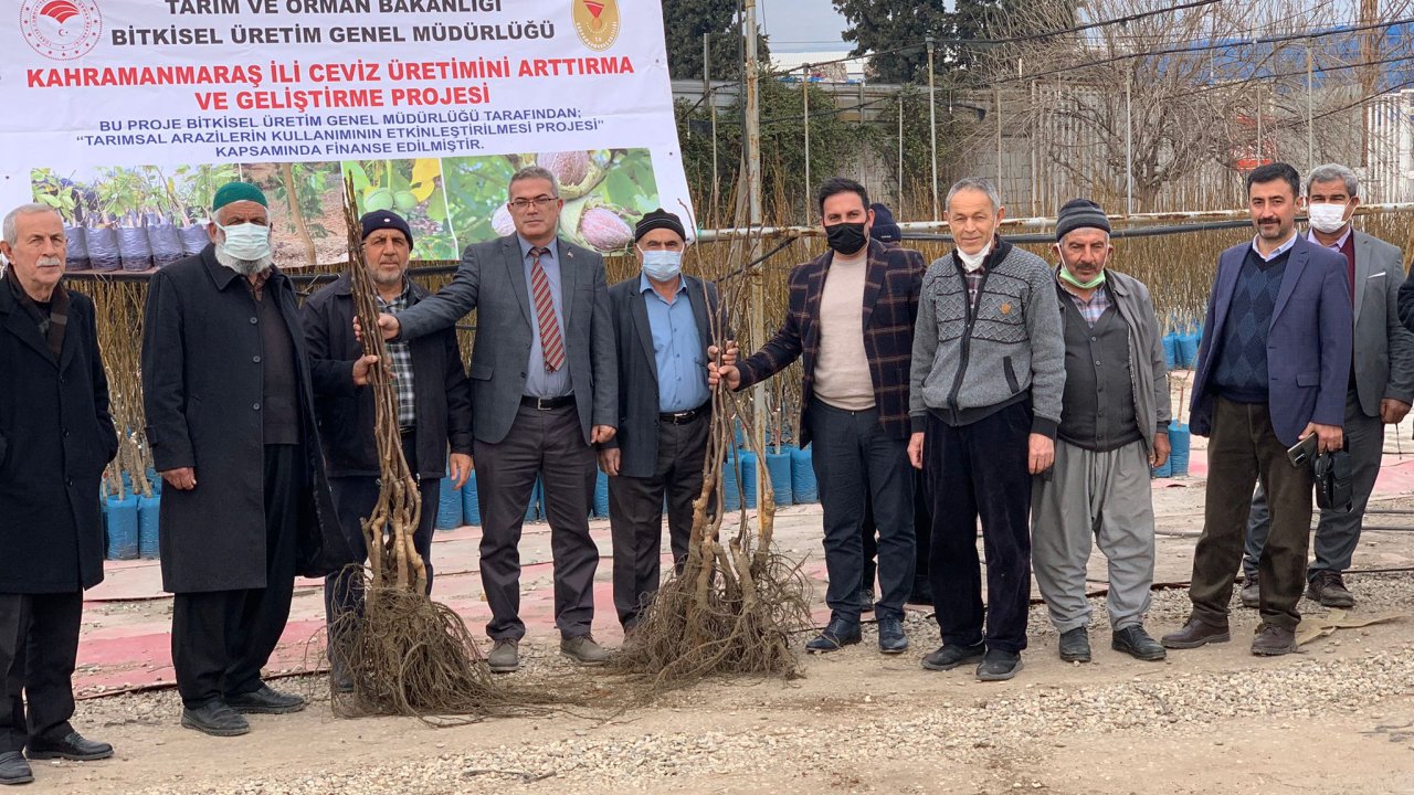 Onikişubat İlçesinde Ceviz Fidanı Dağıtıldı