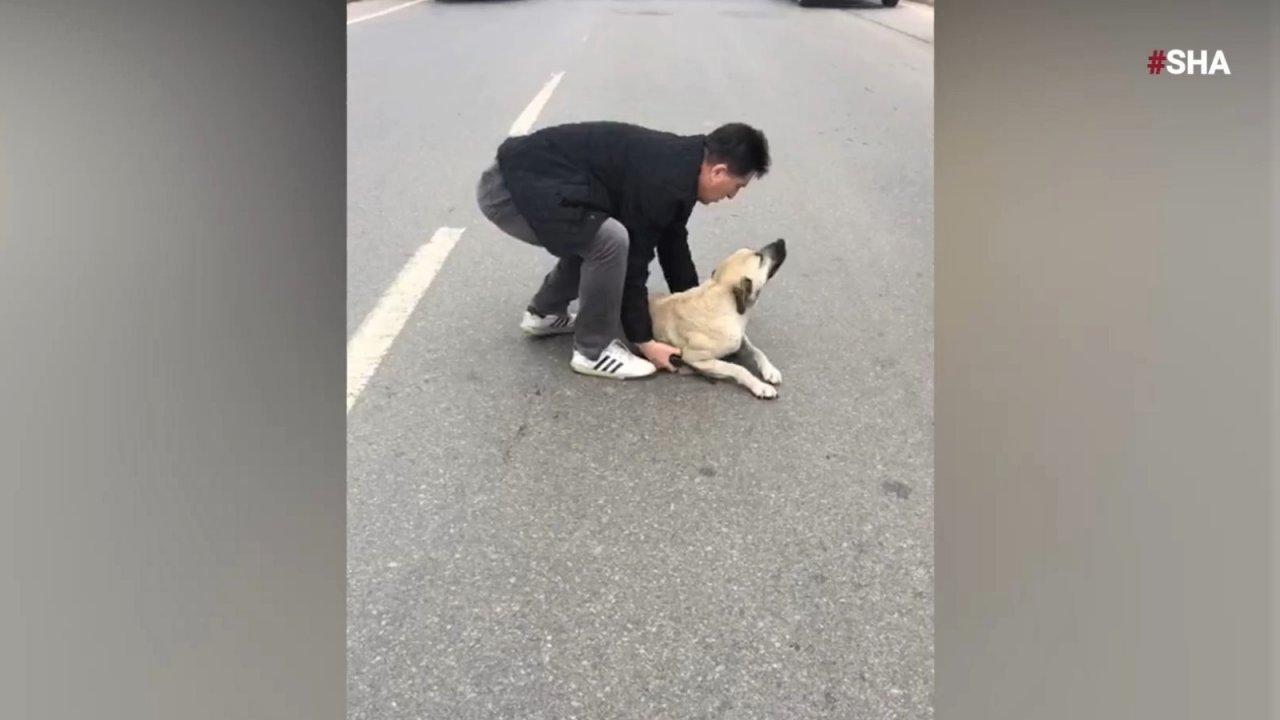 Yaralı köpeğe polis şefkati 