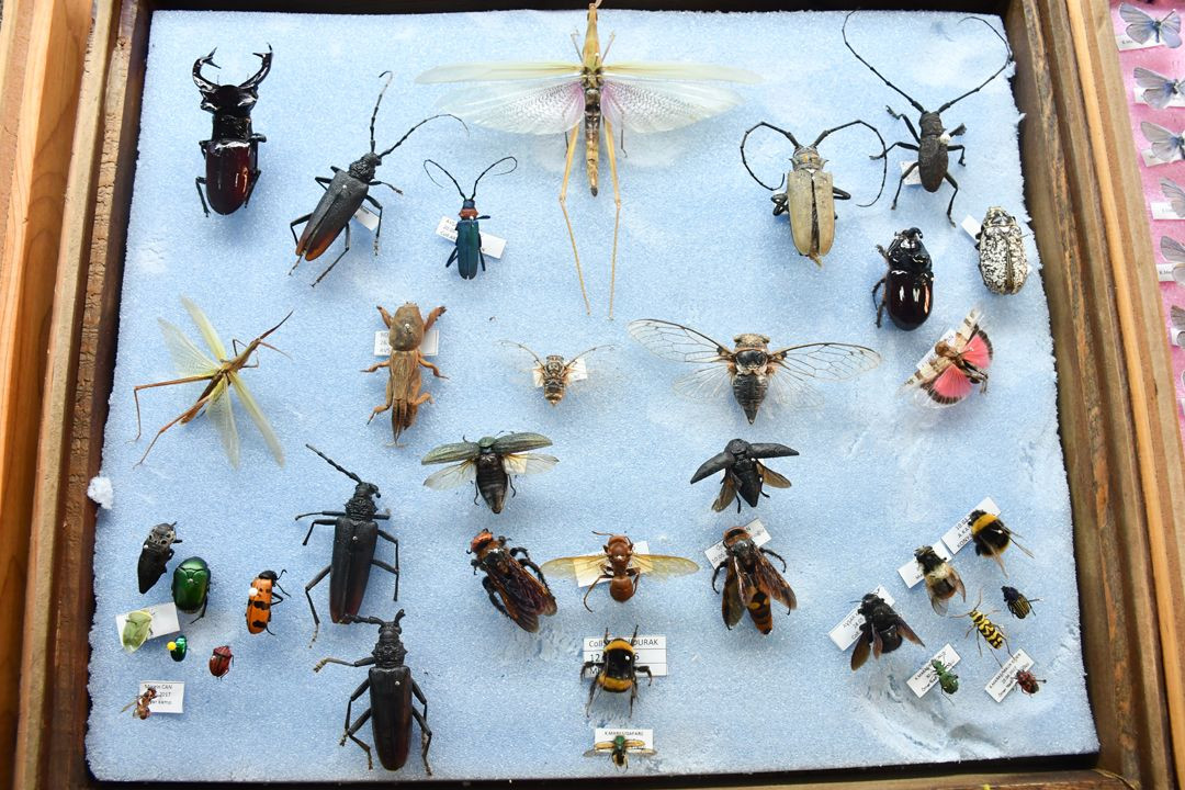 "Böcek sevdalısı" profesör, 4 bin türlük koleksiyonunu müzede sergilemek istiyor