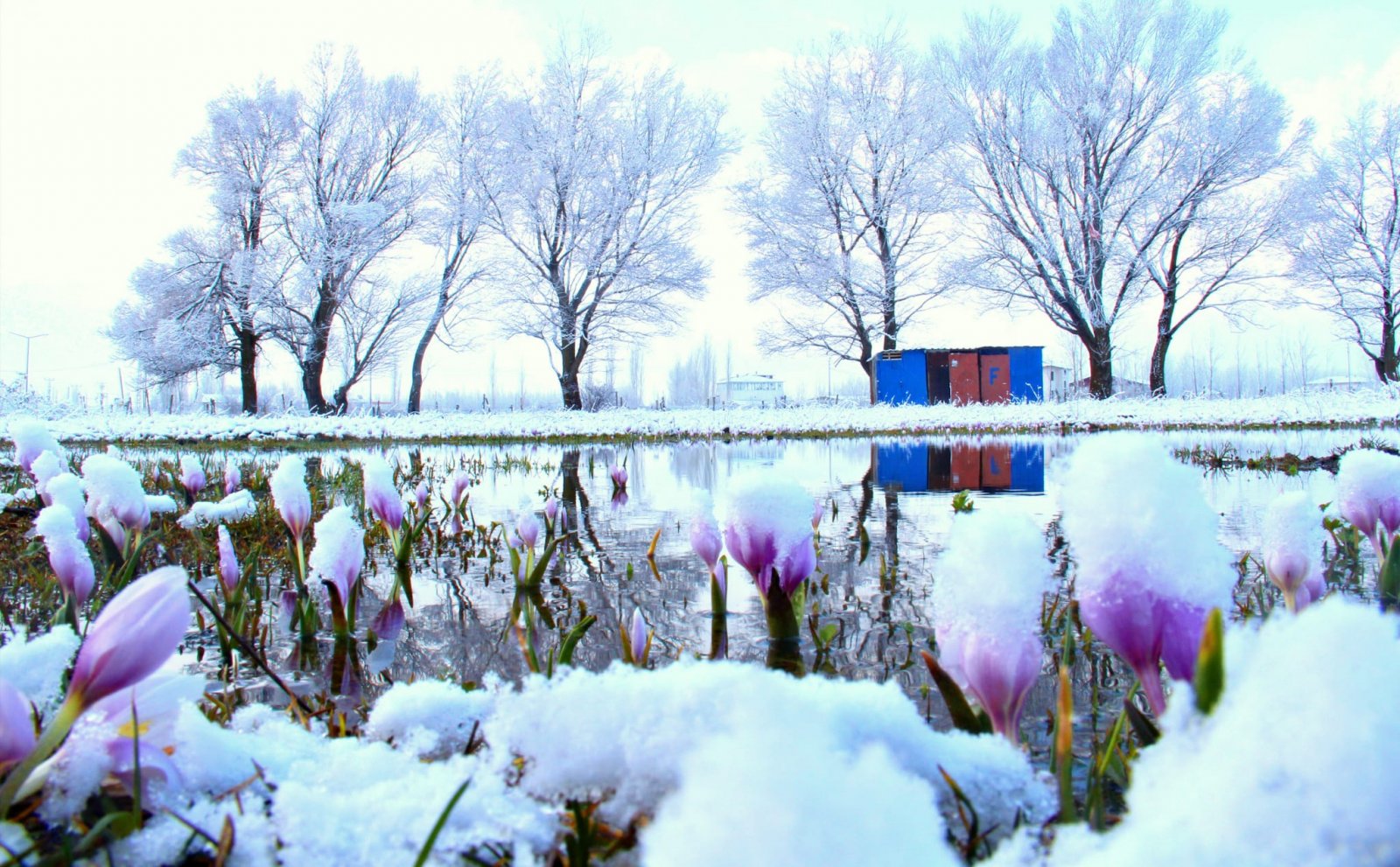 Kahramanmaraş’ta kardelenler kar altında kaldı 