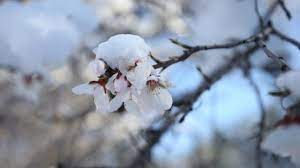 Kahramanmaraş'ta çiçek açan badem ağaçları karla kaplandı