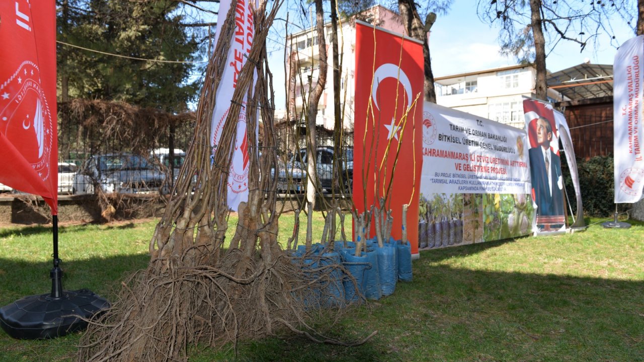 Türkoğlu’nda Ceviz Fidanı Dağıtıldı