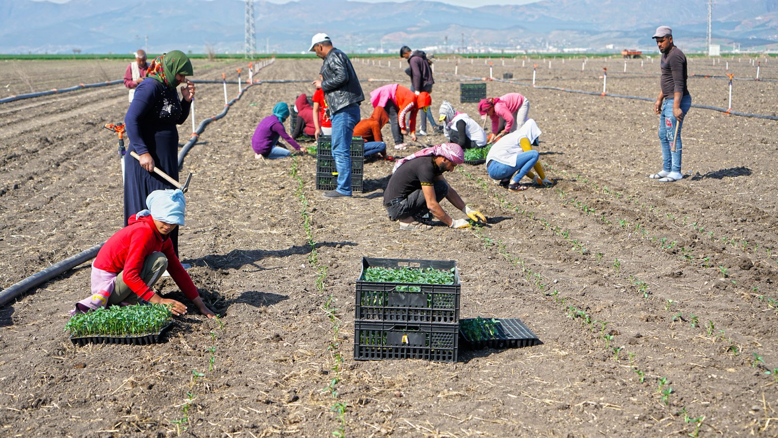 Büyükşehir Çiftçilere Desteğini Sürdürüyor