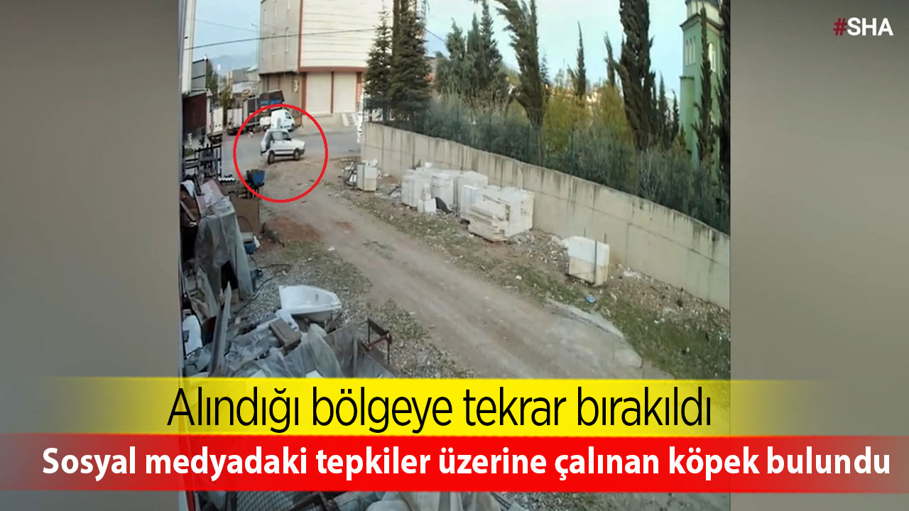 Sosyal medyadaki tepkiler üzerine çalınan köpek bulundu