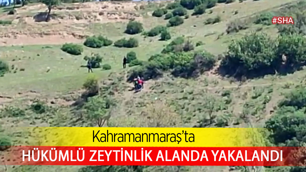Kahramanmaraş’ta hükümlü zeytinlik alanda yakalandı