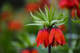 Kahramanmaraş'taki ters laleler fotoğrafçıların rotası oldu