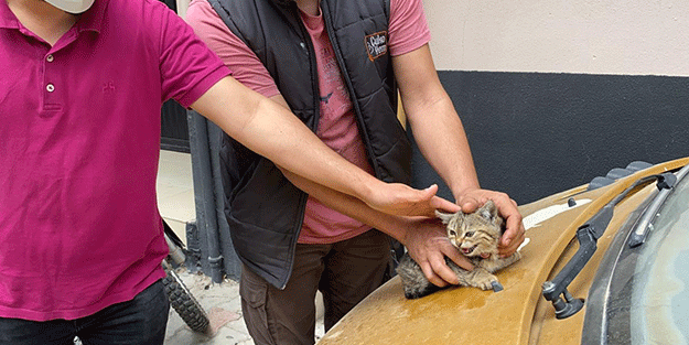 Aracın motor bölümüne sıkışan kedi yavrusu kurtarıldı