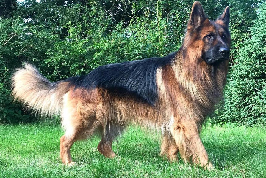 "Max" Down sendromlu çocukların yol arkadaşı oldu