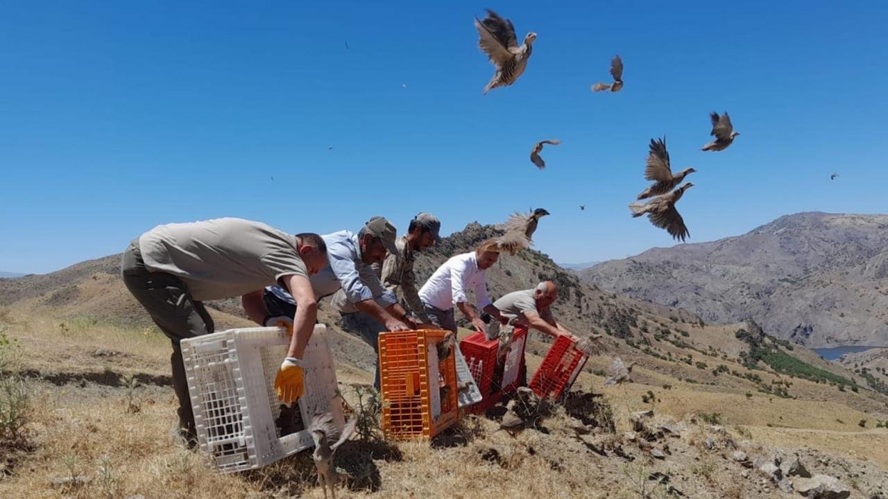 Kahramanmaraş'ta 20 yılda 150 bin kınalı keklik doğaya salındı